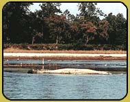 A Gharial Crocodile in Karnali River.