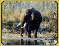 Wild Elephant in Bardia