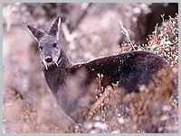 The rare musk deer. 